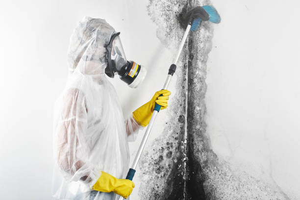 Best Mold Documentation for Insurance Claims  in Titusville, PA