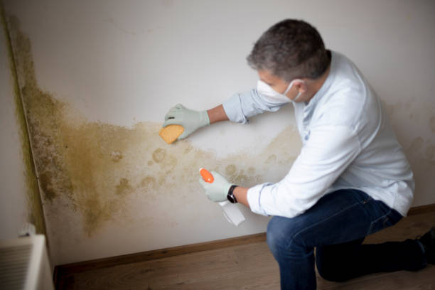 Best Asbestos and Lead Testing During Mold Inspection  in Titusville, PA